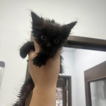 Mallard -  Domestic Medium Hair Cat for Adoption in Durango, Colorado - Mallard | PetCurious