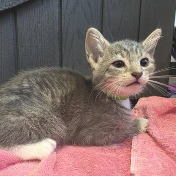 Low Toner -  Domestic Short Hair Cat for Adoption in Fort Wayne, Indiana - Low Toner | PetCurious