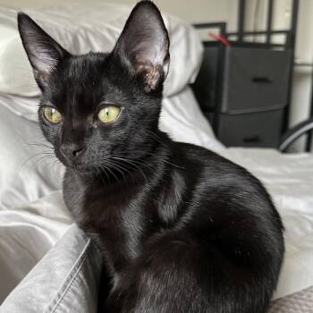 Rescue Domestic Short Hair Cats for Adoption in Lakewood, California - Astro Boy | PetCurious