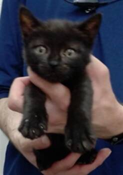 KALA -  Domestic Short Hair Cat for Adoption in Salinas, California - KALA | PetCurious