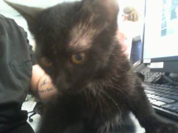 A1267887 -  Domestic Short Hair Cat for Adoption in Charlotte, North Carolina - A1267887 | PetCurious