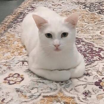 Lulu -  Domestic Short Hair Cat for Adoption in Kirkland, Washington - Lulu | PetCurious