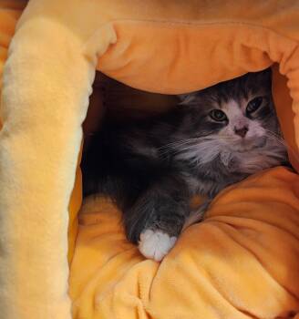 Domestic Long Hair Cats Available for Adoption - Cinder | PetCurious