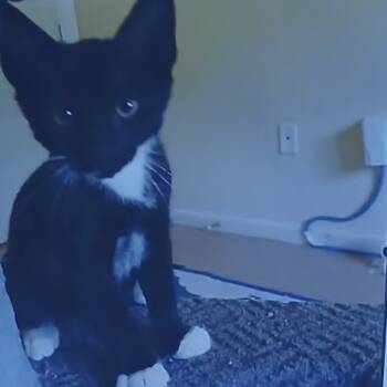 Rescue Domestic Short Hair Cats for Adoption in Port Charlotte, Florida - O'neill | PetCurious