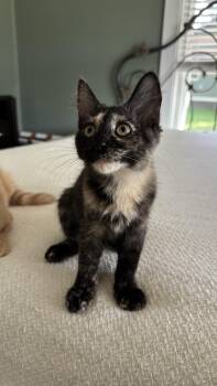 Slushie -  Domestic Short Hair Cat for Adoption in Nashville, Tennessee - Slushie | PetCurious