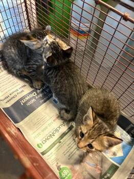 Jewelry Bonney -  Domestic Short Hair Cat for Adoption in Austin, Texas - Jewelry Bonney | PetCurious