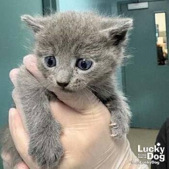Clark -  Domestic Short Hair Cat for Adoption in Washington, District Of Columbia - Clark | PetCurious