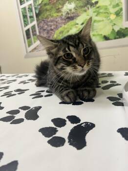 Fallon -  Domestic Medium Hair Cat for Adoption in Lancaster, Pennsylvania - Fallon | PetCurious