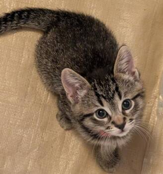 Tabby and Domestic Short Hair Cats Available for Adoption in Red Bluff, California - *Patty | PetCurious