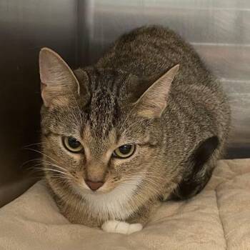 Bo -  Domestic Short Hair Cat for Adoption in Port Charlotte, Florida - Bo | PetCurious