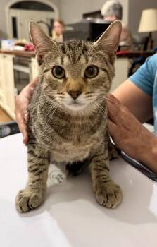 Cosmo (Available for pre-adoption) -  Domestic Short Hair Cat for Adoption in Camden, South Carolina - Cosmo (Available For Pre-adoption) | PetCurious