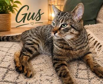 Tabby Cats Available for Adoption in Laurel, Maryland - Gus-Playful, Chatty, And Affectionate! | PetCurious