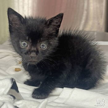 Rescue Domestic Short Hair Cats for Adoption in Washington, District Of Columbia - Garrett | PetCurious