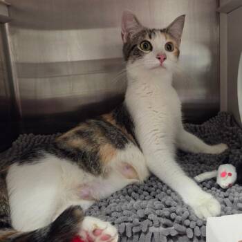 Arwin -  Domestic Short Hair Cat for Adoption in Chattanooga, Tennessee - Arwin | PetCurious