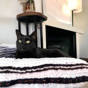 Rescue Domestic Short Hair Cats for Adoption in Mount Laurel Township, New Jersey - Duke Country Club FIV+ | PetCurious