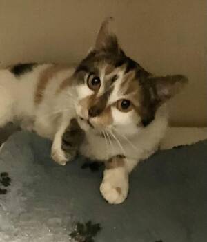 Calico and Domestic Short Hair Cats Available for Adoption - Juliette | PetCurious