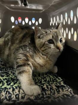 Domestic Short Hair Cats Available for Adoption - SMALLS | PetCurious