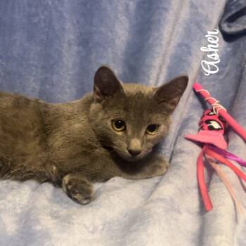 Rescue Domestic Short Hair Cats for Adoption in Hackett, Arkansas - Asher | PetCurious