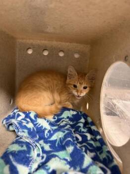 LEO -  Domestic Medium Hair Cat for Adoption in Tallahassee, Florida - LEO | PetCurious