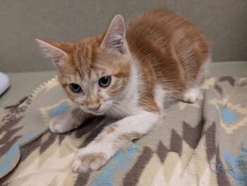 Rescue Domestic Medium Hair Cats for Adoption in Moreno Valley, California - A544099 | PetCurious