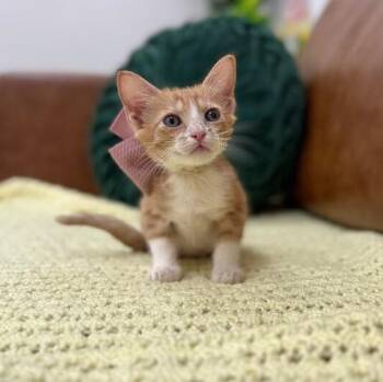 Candy Bar Sundae -  Tabby and Domestic Short Hair Cat for Adoption in Friendswood, Texas - Candy Bar Sundae | PetCurious