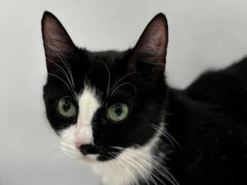 Domestic Short Hair Cats Available for Adoption in Portland, Oregon - Babygirl | PetCurious