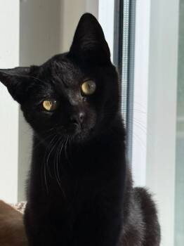 Rescue Domestic Short Hair Cats for Adoption in Dalton, Georgia - Oakley Miles | PetCurious