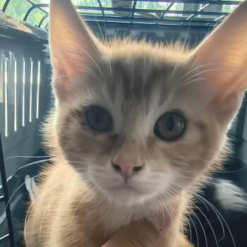 Fin -  Domestic Short Hair Cat for Adoption in Moses Lake, Washington - Fin | PetCurious