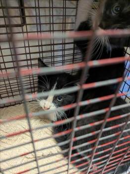 Rescue Domestic Short Hair Cats for Adoption in Sacramento, California - A901748 | PetCurious