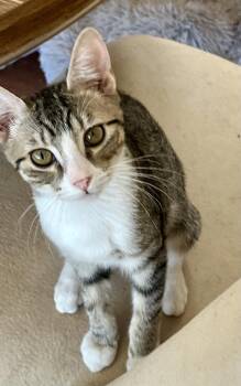 Freeda -  Domestic Short Hair and Tabby Cat for Adoption in Phoenix, Arizona - Freeda | PetCurious