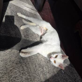 Domestic Short Hair Cats Available for Adoption - Lemon | PetCurious