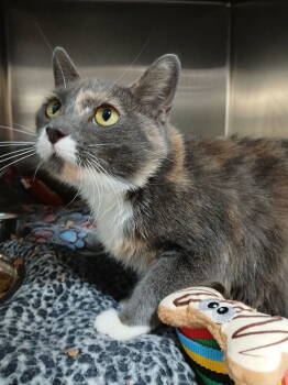 Rescue Domestic Short Hair Cats for Adoption in Dickson, Tennessee - Pawbrey | PetCurious