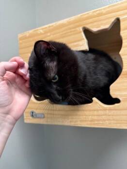 Domestic Short Hair Cats Available for Adoption - Noir | PetCurious