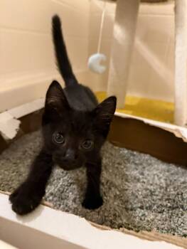 Rescue Domestic Short Hair Cats for Adoption in Oceanside, California - Zonoki | PetCurious