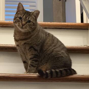 Rescue Tabby Cats for Adoption in Hamilton Township, New Jersey - SADIE | PetCurious