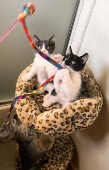 Snickers (& Rolo) -  Tuxedo and Domestic Short Hair Cat for Adoption in Walnut Creek, California - Snickers (& Rolo) | PetCurious