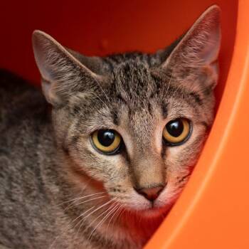 Milo -  Domestic Short Hair Cat for Adoption in Middletown, Rhode Island - Milo | PetCurious