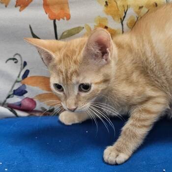 Twinkie -  Domestic Short Hair Cat for Adoption in Donalsonville, Georgia - Twinkie | PetCurious