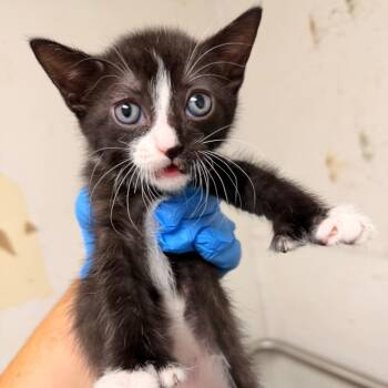 Nickel -  Domestic Short Hair Cat for Adoption in Philadelphia, Pennsylvania - Nickel | PetCurious