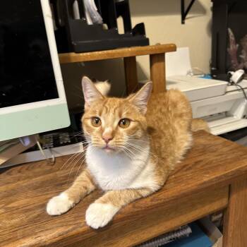Rescue Tabby Cats for Adoption in Fresno, California - Tiberius | PetCurious