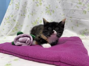 Sappho -  Domestic Short Hair Cat for Adoption in Bear, Delaware - Sappho | PetCurious