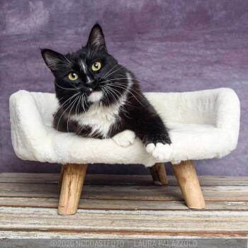 Domestic Medium Hair Cats Available for Adoption - Cruella | PetCurious