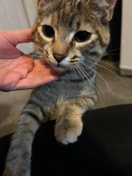 Domestic Short Hair Cats Available for Adoption in Portland, Indiana - Miss Runt - Courtesy Post | PetCurious