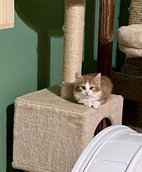 Mulberry -  Domestic Short Hair Cat for Adoption in Jackson, Georgia - Mulberry | PetCurious