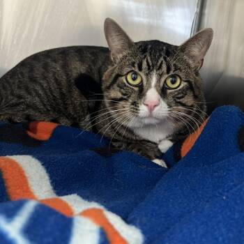 Rescue Domestic Short Hair Cats for Adoption in Hampton Bays, New York - Ferris Bueller | PetCurious