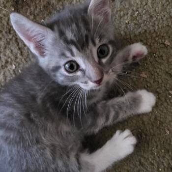 Domestic Short Hair Cats Available for Adoption in Long Beach, California - Toby | PetCurious