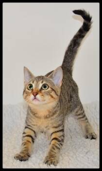 Jeanette A061411 -  Domestic Short Hair Cat for Adoption in San Andreas, California - Jeanette A061411 | PetCurious