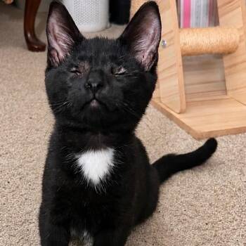 James -  Domestic Short Hair Cat for Adoption in La Grange, Kentucky - James | PetCurious