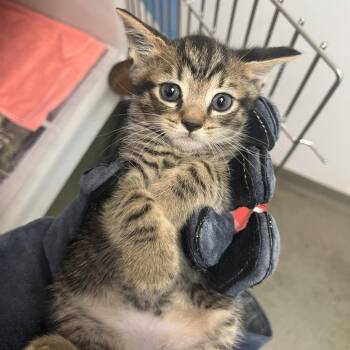 71107 -  Domestic Short Hair Cat Available for Adoption in Harrisonburg, Virginia - 71107 | PetCurious