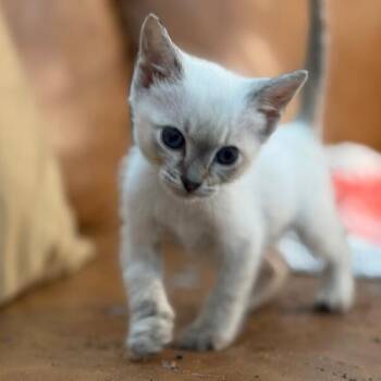 Siamese and Domestic Short Hair Cats Available for Adoption in Friendswood, Texas - Rose Titanic | PetCurious